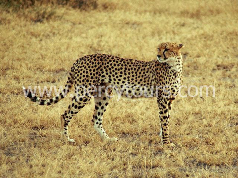 Cheetah Safari South Africa