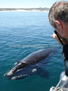 Whale watching boat trips in Hermanus South Africa