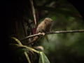 The Smallest Monkey in the world