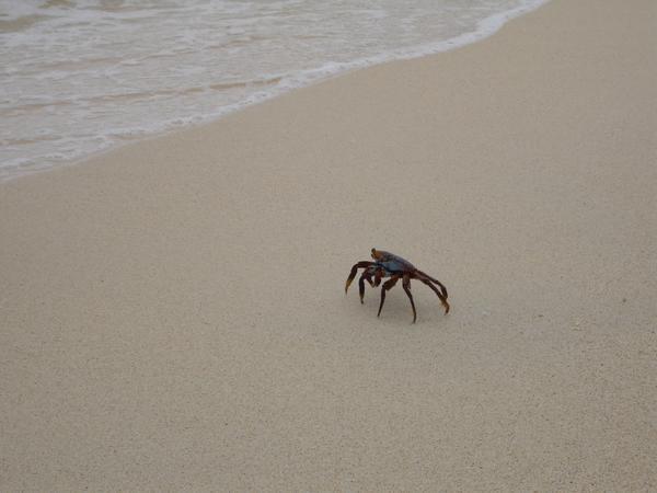 Crab on Beach