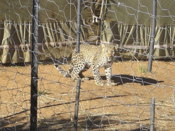 Baby leopard at the farm