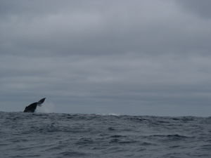 La baleine!