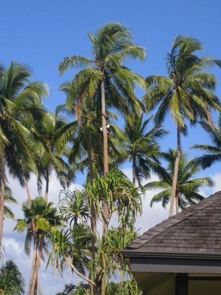 A man climbing up a coconut tree
