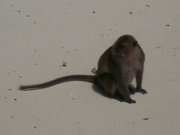 OMNEG, there's a monkey on that beach