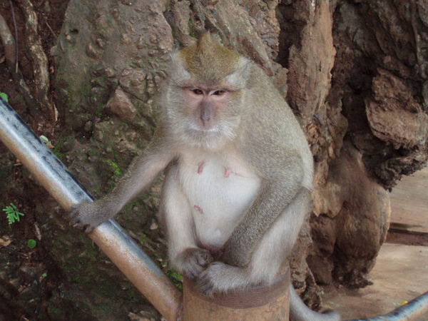 1st Monkey Friend