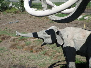 Poor Elephant