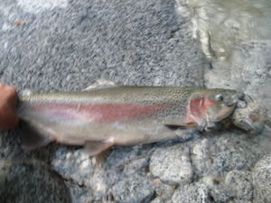 Matt´s First Fish. . . 8lb Rainbow
