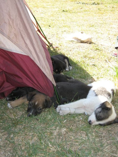 The puppies love our tent!