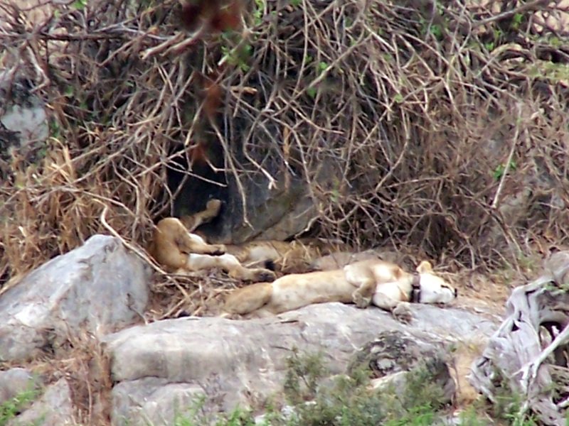 More resting lions