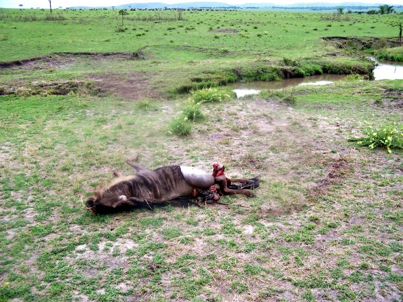 Freshly-killed wildebeest