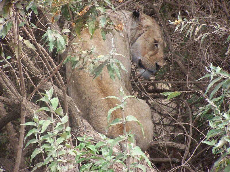 Lion hiding in a tree