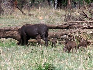 Warthog mom and babies