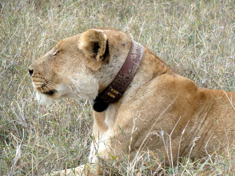 Radio monitored lion
