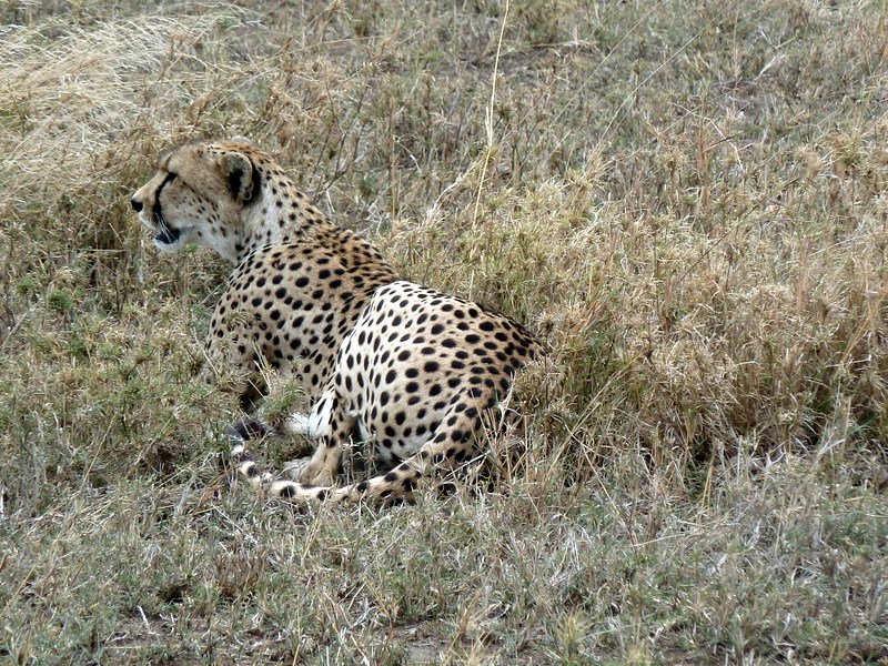 Elusive cheetah