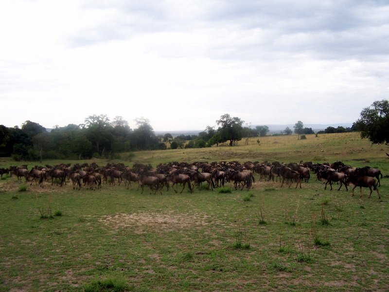 Small herd of wildebeest