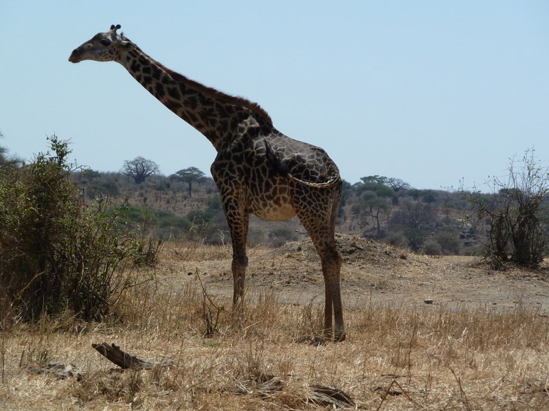 Loved seeing giraffes