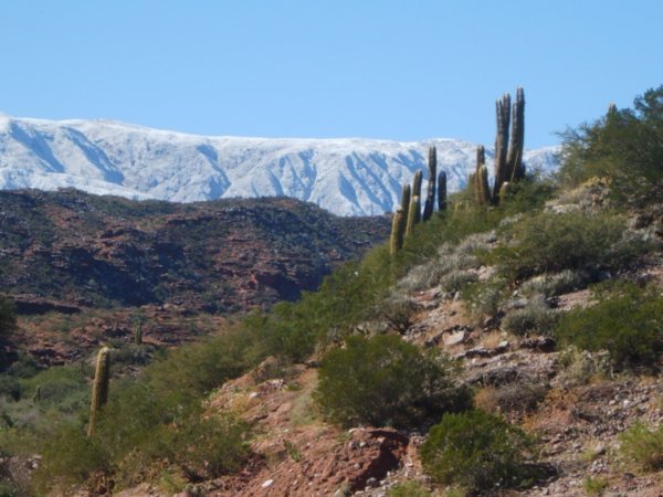 cactus and snow..