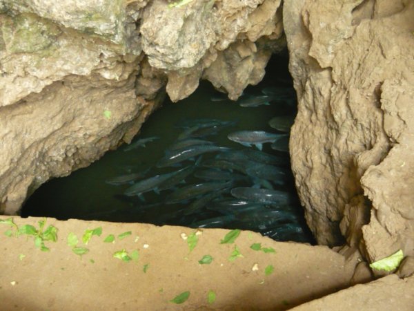 fish cave