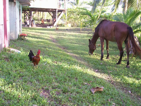 the rooster and the horse