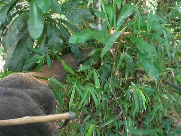 This elephant didnt do anything the 'driver' told him to - stopping for food every minute!
