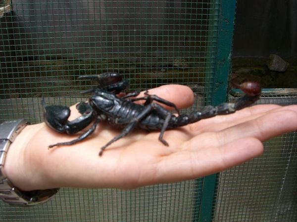 We werent daft enough to hold the scorpion