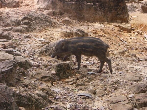 Wild Boars......which we saw on the way down!