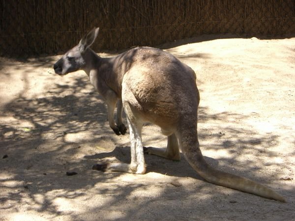 Kangeroo or Wallabie?