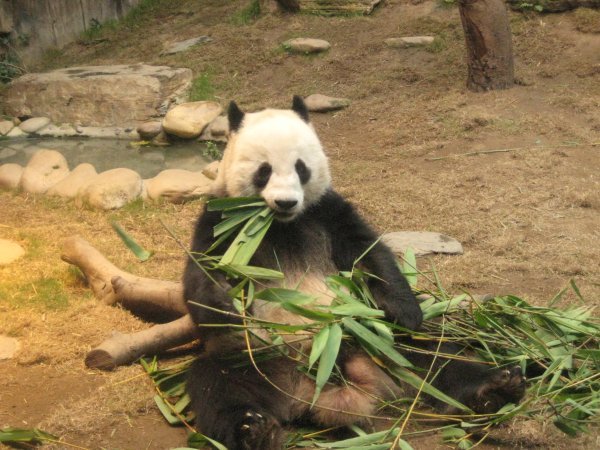 How much bamboo can a panda eat