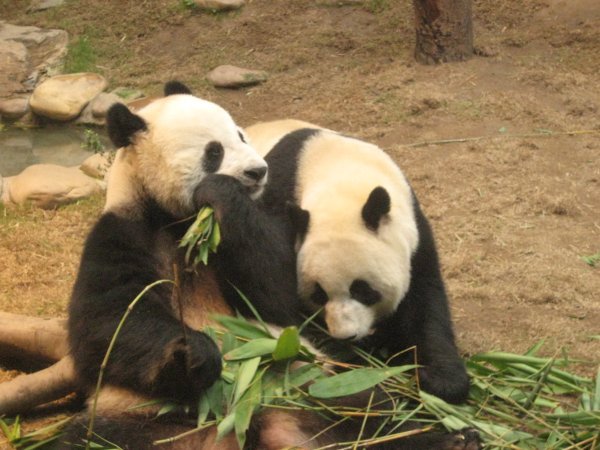 Friendly pandas