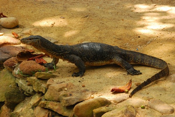 2 metre long Lizard