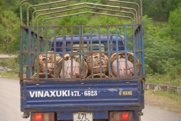 Pigs on board!