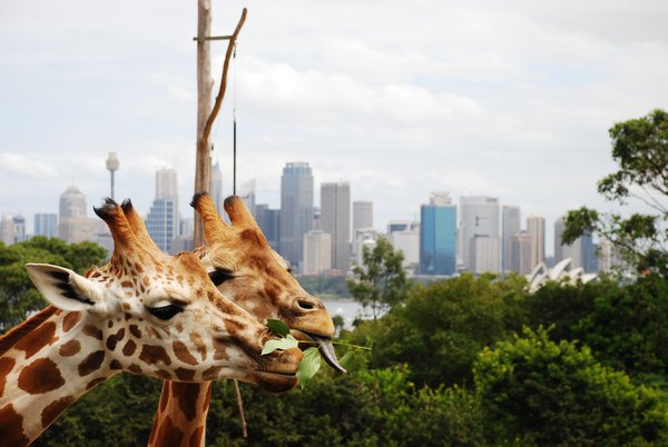 The giraffes have the top spot at Taronga zoo