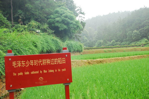 Paddy fields "cultivated by Mao"