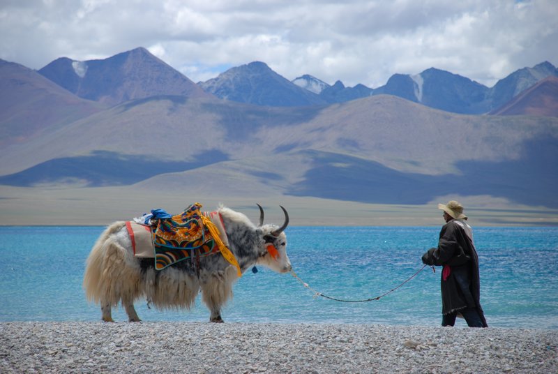 One man and his yak