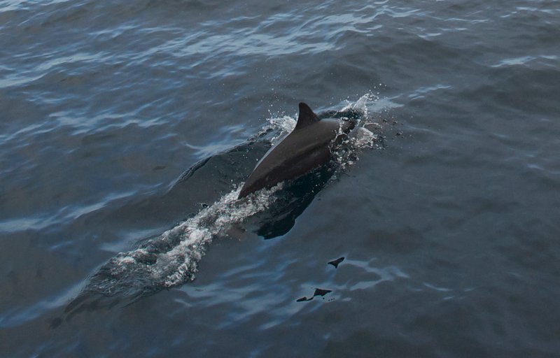 Wild dolphins