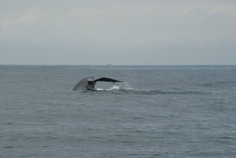 Wild blue whale