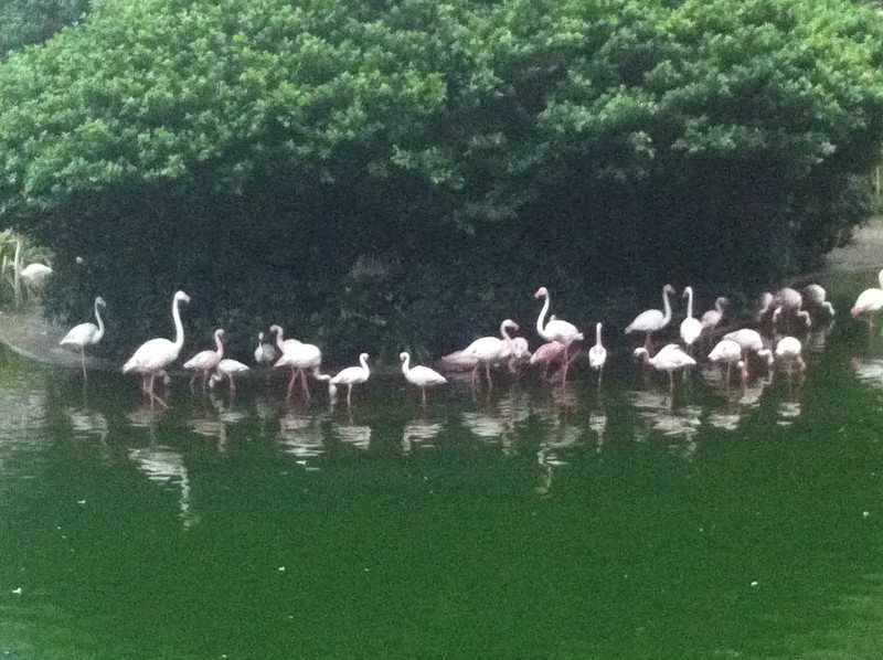 Flamingos in the Park