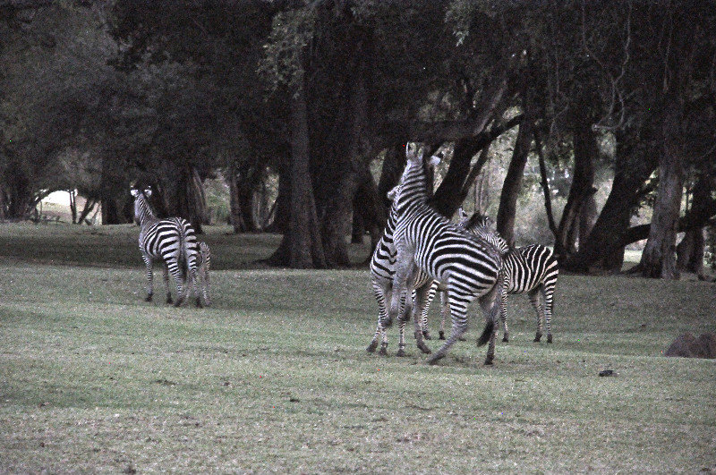 Zebras at the Royal Livingstone