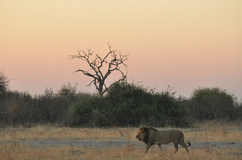 African sunset, African male lion