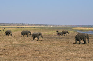 Elephants grazing