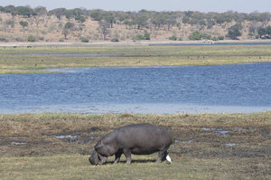 Hippo or Kubu!