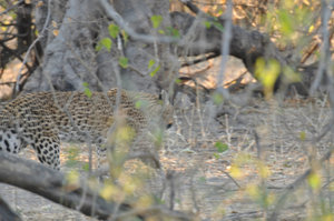 A brief glance of a leopard