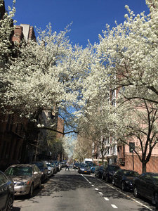 Blossom lined streets