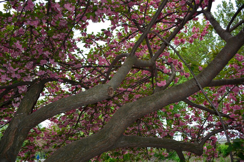 Blossom in Central Park