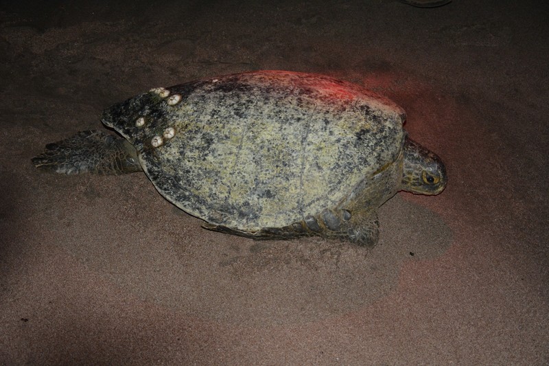 Green Pacific Turtle