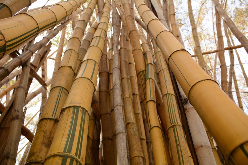The non-native yet photogenic bamboo