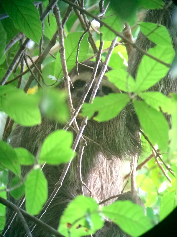 Sneaky Sloth