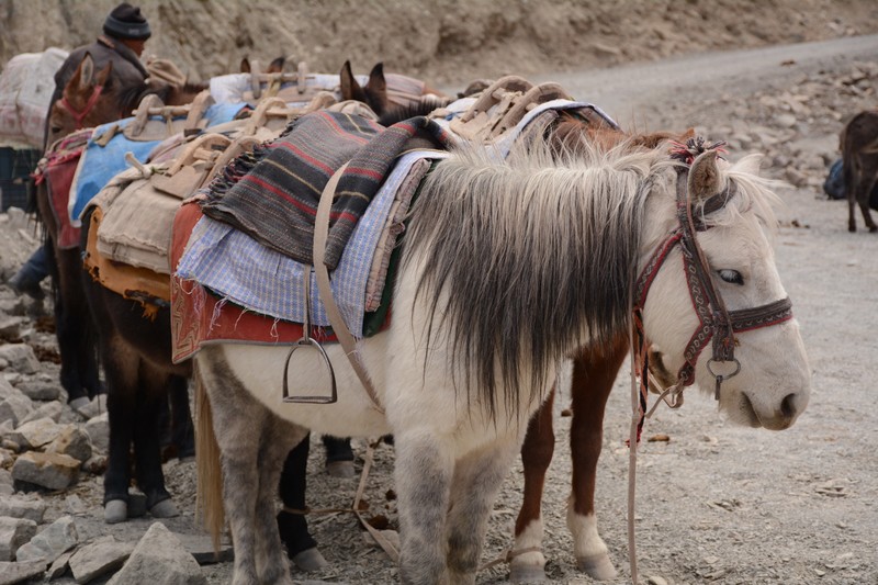 Mules to carry the luggage