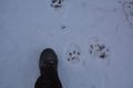 Following the footprints!