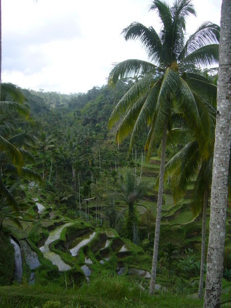 Rizieres en terrasse sur Bali